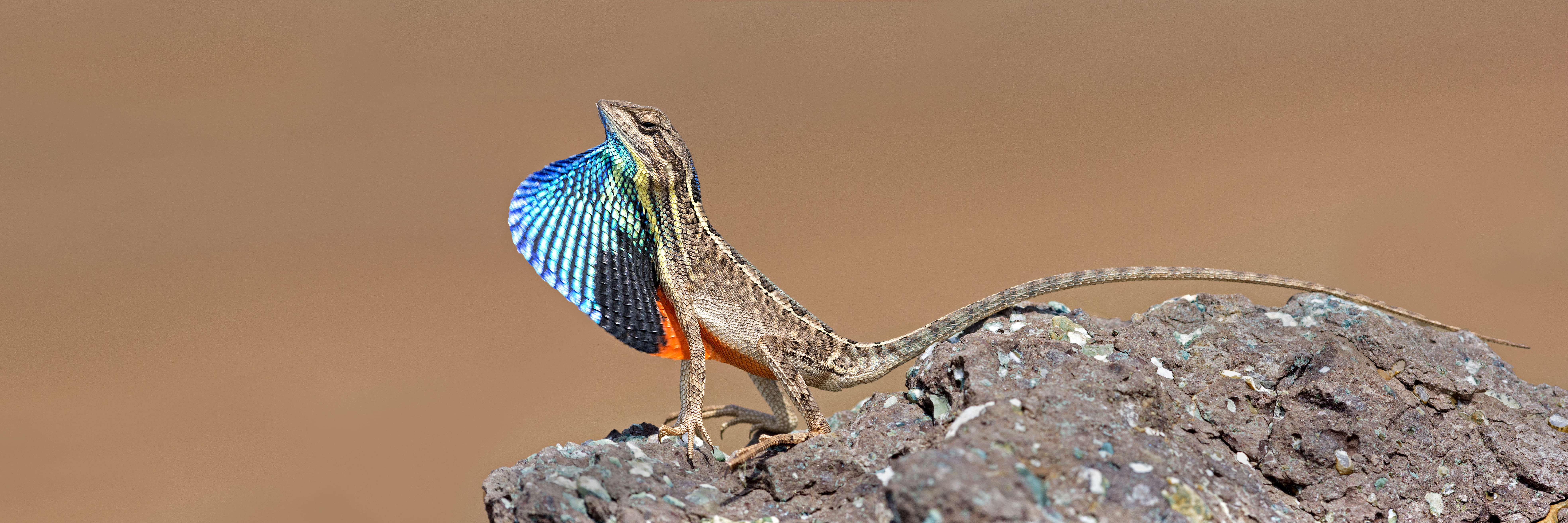 Photo from 15-Day India Wildlife Safari: Tigers, Rhinos & National Parks safari tour